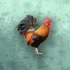 51视频播放器